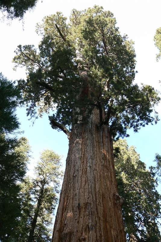 33 General Sherman tree SEQUOIA NATIONAL PARK